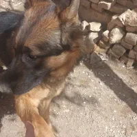 ژرمن|سگ|یزد, |دیوار