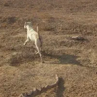 سگ داگوارژانتین