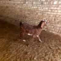 بز پاکستانی|حیوانات مزرعه|اسفرورین, |دیوار