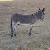 الاغ نر سواری