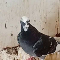 کبوتر خوب|پرنده|خورموج, |دیوار