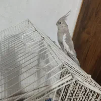 گمشده عروس هلندی|پرنده|رباط‌کریم, رباط‌کریم|دیوار