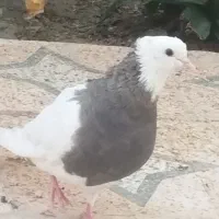 کفتر|پرنده|میناب, |دیوار