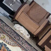 پت اشپیتزپامرژاپنی|سگ|شاهین‌شهر, سعدی جنوبی|دیوار