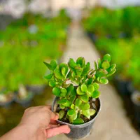 کراسولا یشم گیاه ثروت گل طبیعی|گل و گیاه طبیعی|مشهد, هنرور|دیوار