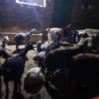 1راسبره1راسبز|حیوانات مزرعه|دهدشت, |دیوار