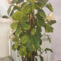 گلدان درخت