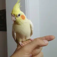 طوطی عروس هلندی های سخنگو و رام در انواع رنگ و سن