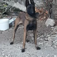 سگ مالینیوز