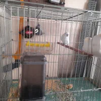 فروش مرغ عشق با قفس