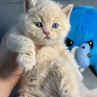 مجموعه گربه ایران کتز|گربه|اصفهان, ارداجی|دیوار