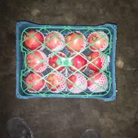 انار  درجه یک رباب ،  سیدان فاروق|خوردنی و آشامیدنی|شیراز, اکبر آباد|دیوار