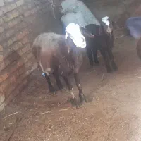 یک عدد گوسفند بره دار دوعدد شیشک درجه یک