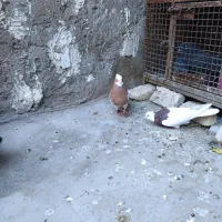 نرماده طوقی|حیوانات|شیراز, لشکری‎|دیوار