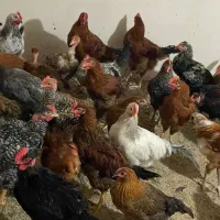 فروش مرغ و خروس