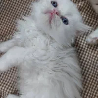 بچه گربه پرشین عروسکی چشم ابی|گربه|یزد, |دیوار