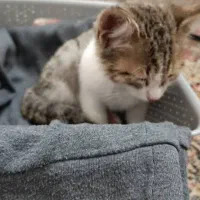 واگذاری گربه|گربه|تبریز, |دیوار