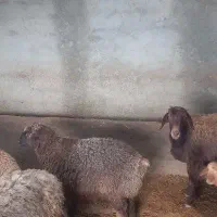 بره نره بین ۳۰تا ۳۵کیلو