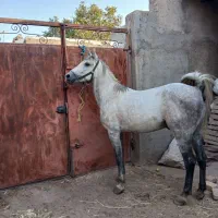 باسلام یک راس نریان کرد خالص