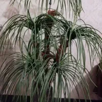 فروش درخت مصنوعی