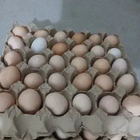 تخم مرغ ارگانیک