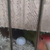 یه جفت طوطی برزیلی|پرنده|ری, شهرری|دیوار