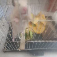 همسترر با ارسال به شهرستان|موش و خرگوش|مشهد, شهید رضوی|دیوار