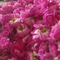 گل محمدی قیزیل گول شهرستان هوراند