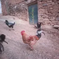 ۵تا خروس قیمت هر عدد ۵۰۰۰۰۰هزار