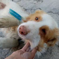 سگ پا کوتاه. سراب. یا کوردی