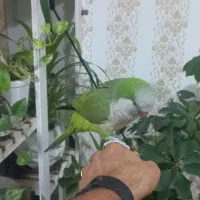 طوطی راهب سبز دستی و سخنگو