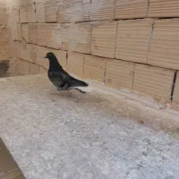 کفتر یجای|پرنده|قم, سید معصوم|دیوار