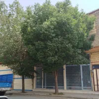 خانه و مغازه|فروش مغازه و غرفه|بوئین و میاندشت, |دیوار