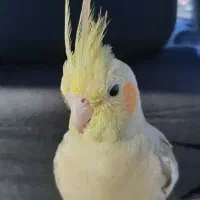 جوجه نر و ماده