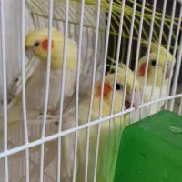 دو جفت  لوتینو تخم گذار  و کاملا رام|پرنده|آستارا, |دیوار