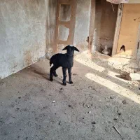 بره شیری ماده