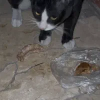 گربه پیدا شده