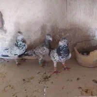 کبوتر سار سرور|پرنده|چناران, |دیوار
