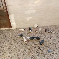 کفتر رنگی|پرنده|محمدیه-قزوین, |دیوار