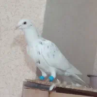 کفتر سار|حیوانات|مشهد, عنصری|دیوار