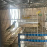 قناری نر|پرنده|تفت, |دیوار