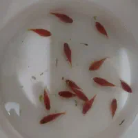 ۱۴ تا پلاتی ۵۰۰