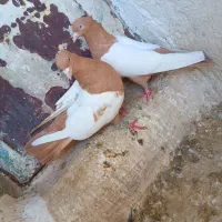 زرد و سرخ سینه|پرنده|شیراز, شهدای شهرک سعدی|دیوار