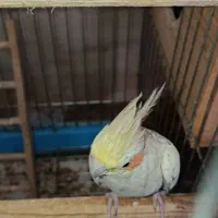 عروس هلندی