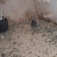 ۲تا گرفتنی با ضمانت سبز نرپردوم کوتاه با عیدی پرخا