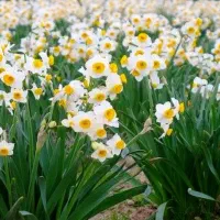 گل نرگس|گل و گیاه طبیعی|یاسوج, |دیوار