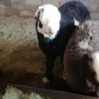 بره بذری|حیوانات مزرعه|شیراز, بید زرد|دیوار