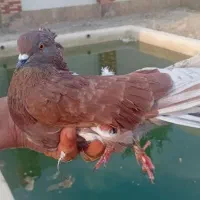 کفتر شهریار