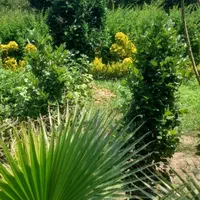 فروش زمین ۱۲۵۰ متری باغی   با بر  ۳۳متری|فروش زمین و ملک کلنگی|چابکسر, |دیوار