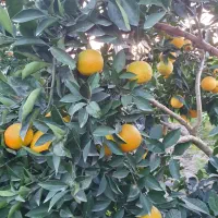 تامسون برگی با کیفیت|عمدهفروشی|قائمشهر, |دیوار